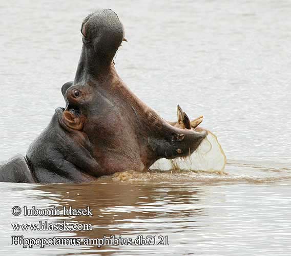 Nijlpaard Ippopotamo amfibio Nílusi víziló Flusspferd