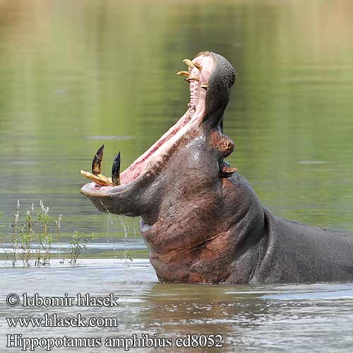 Hippopotamus amphibius ed8052