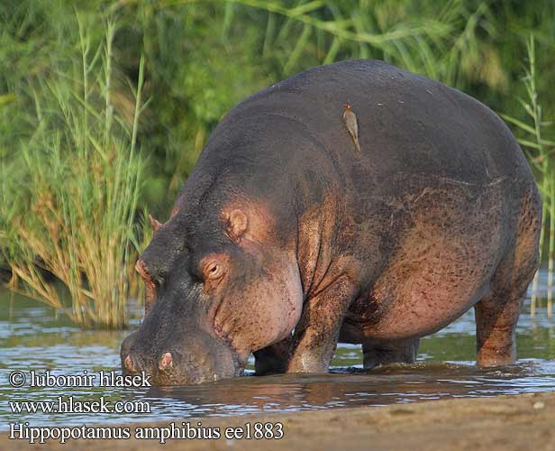 Hipopótamo Hipopòtam Hippos fighting Seekoei