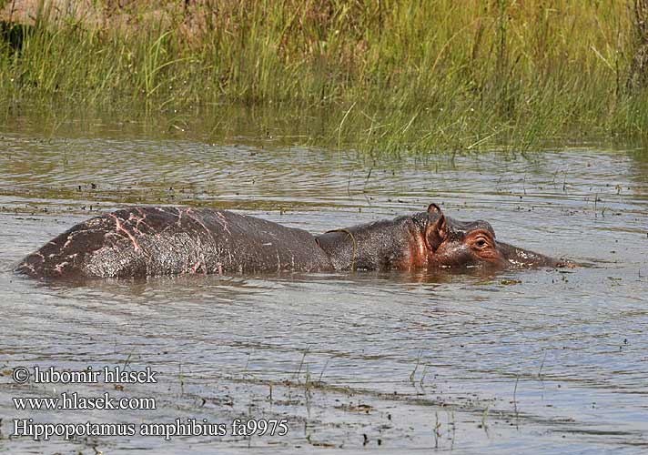 Hippopotamus amphibius fa9975