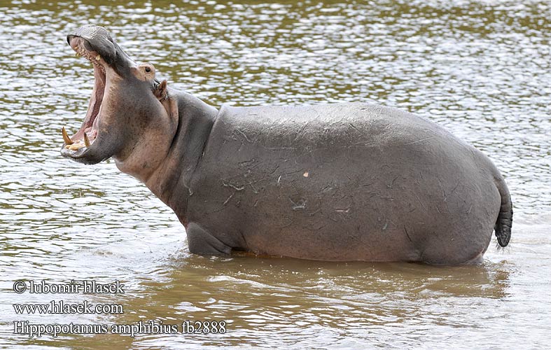 Хипопотам জলহস্তী Afonfarch