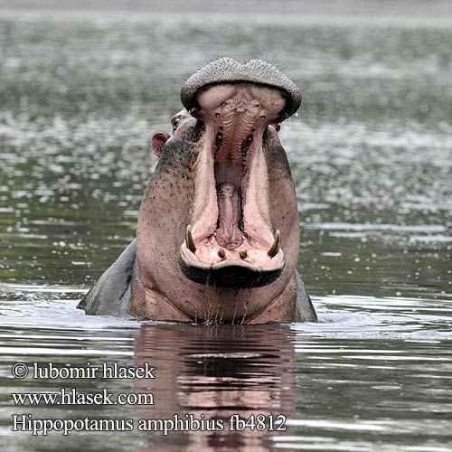Hippopotamus amphibius fb4812