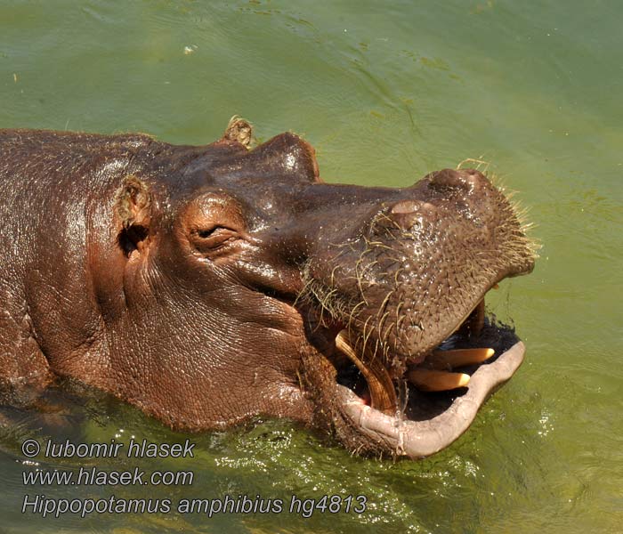 Hippopotamus_amphibius_hg4813