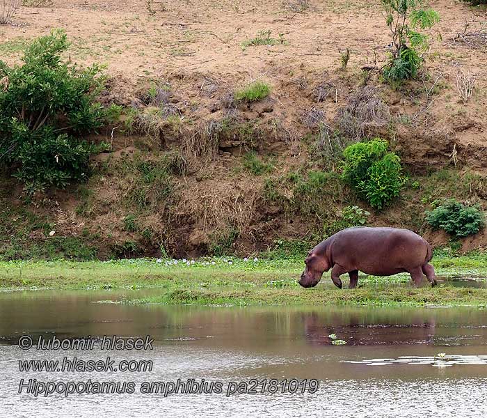 Hippopotamus_amphibius_pa2181019