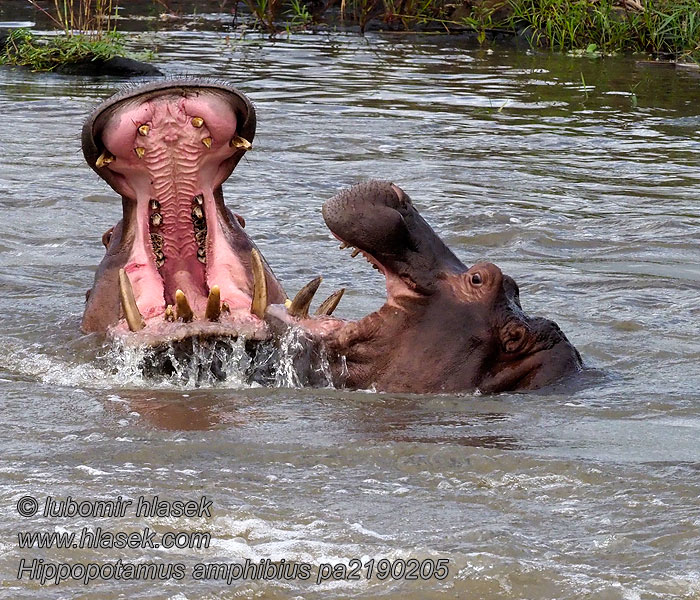 Hippopotamus_amphibius_pa2190205