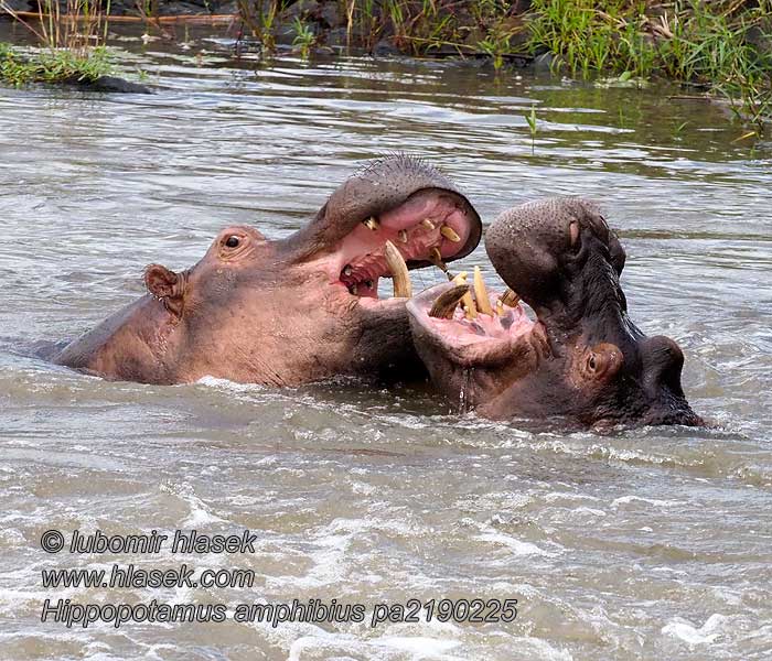 Hippopotamus_amphibius_pa2190225