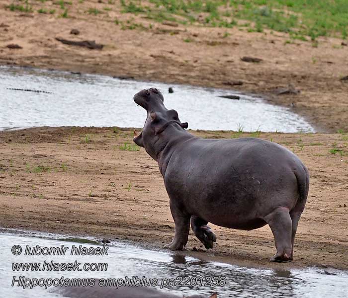 Hippos fighting Seekoei فرس النهر