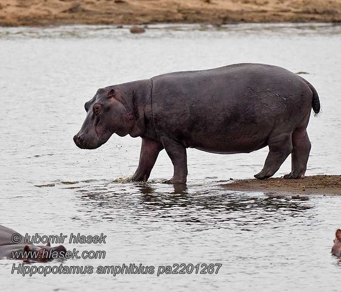 Hroch obojživelný Hippopotamus amphibius