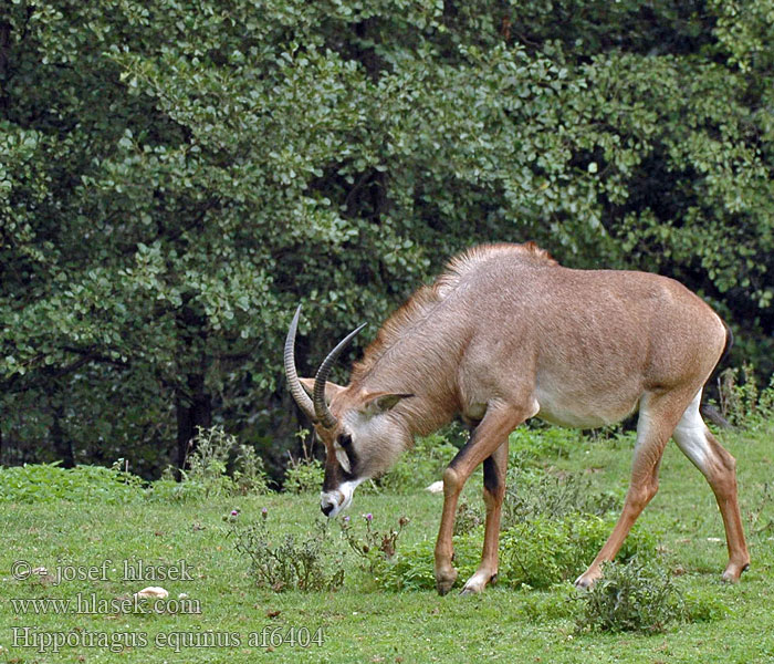 Hippotragus equinus af6404