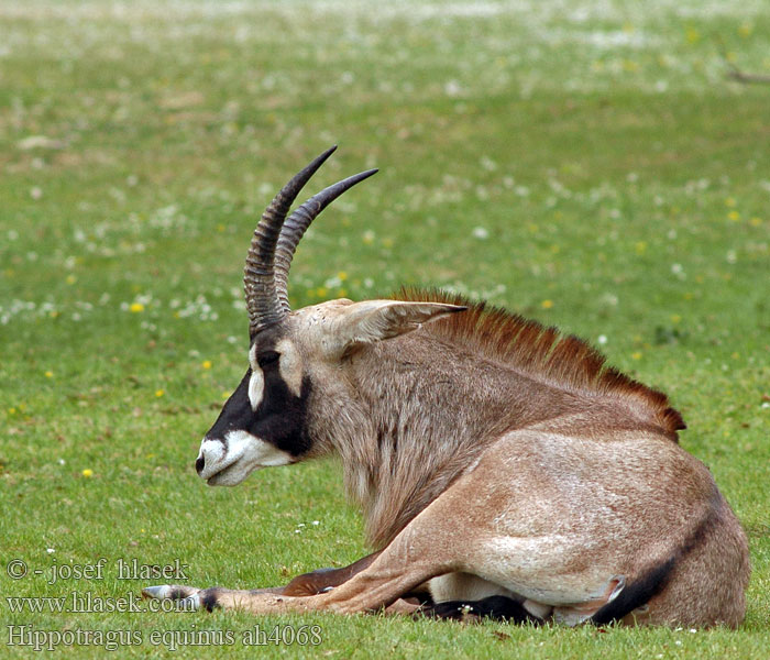 Pferdeantilope Antylopa końska Лошадиная антилопа 马羚  Antílope ruano Antilope rouanne Antilope roana Antilopenn rouan Конска антилопа Antílop equí Gwamki אנטילופה סוסית קצרת קרן Inkoronko Arklinė antilopė Fakó lóantilop Roanantilope Имне антилопа روان ہرن Palanca-vermelha Isohevosantilooppi Hästantilop Чала антилопа Hippotragus equinus Roan Antelope Bastergemsbok Antilopa koňská