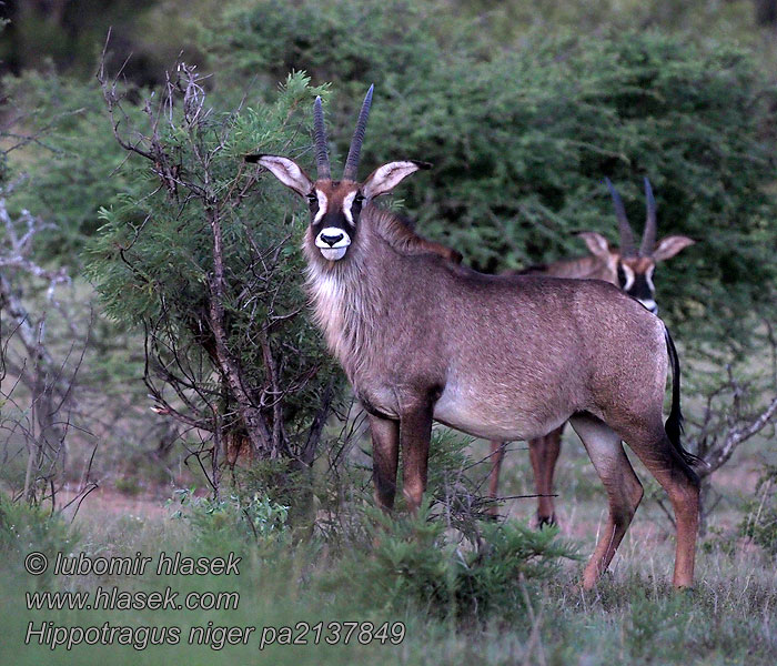 Hippotragus_niger_pa2137849