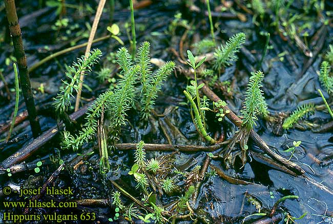 Hippuris vulgaris Common mare's-tail Marestail Hesterumpe hestehale