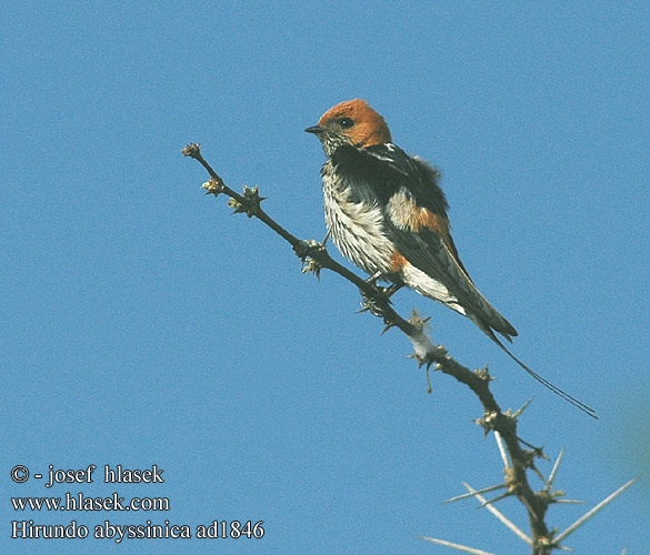 Hirundo abyssinica Cecropis puella Lesser Striped-Swallow