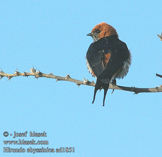 Hirundo abyssinica ad1851