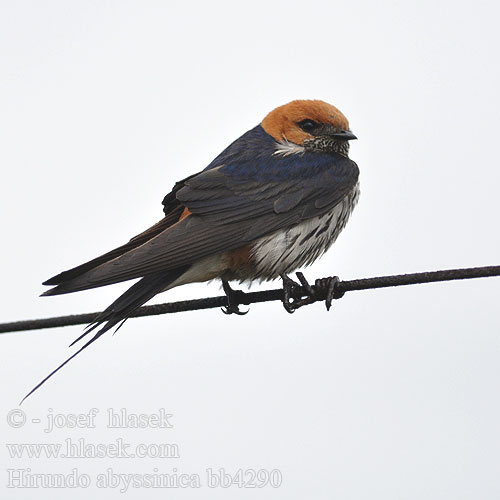 Hirundo abyssinica bb4290