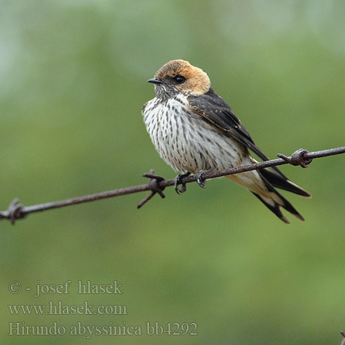 Hirundo abyssinica bb4292