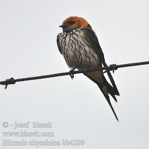 Hirundo abyssinica bb4299