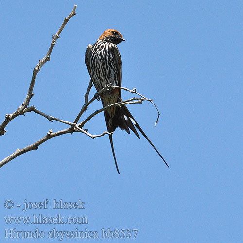 Hirundo abyssinica bb8537