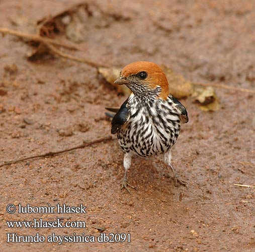 Hirundo abyssinica db2091