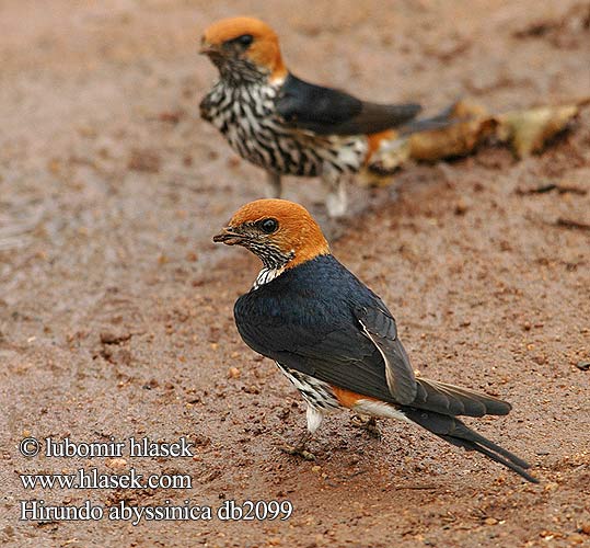 Hirundo abyssinica db2099