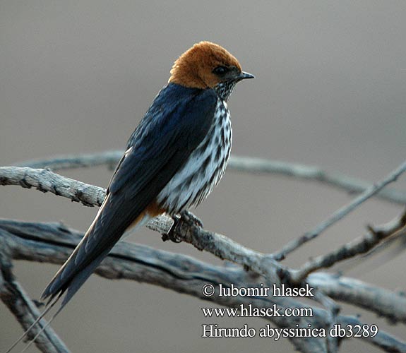 Hirundo abyssinica db3289