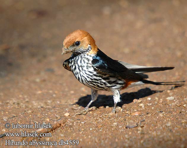 Lastovička pásikavobruchá Hirundo abyssinica