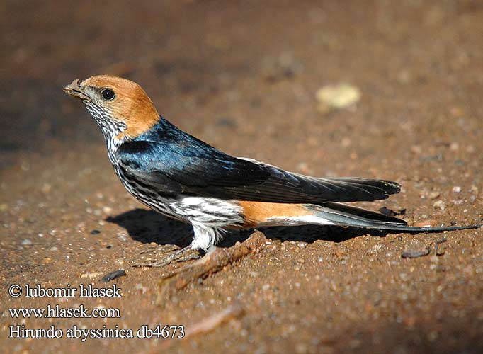 Lesser Striped-Swallow Stribesvale Viirupääsky