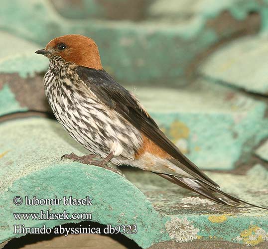 Hirundo abyssinica db9323