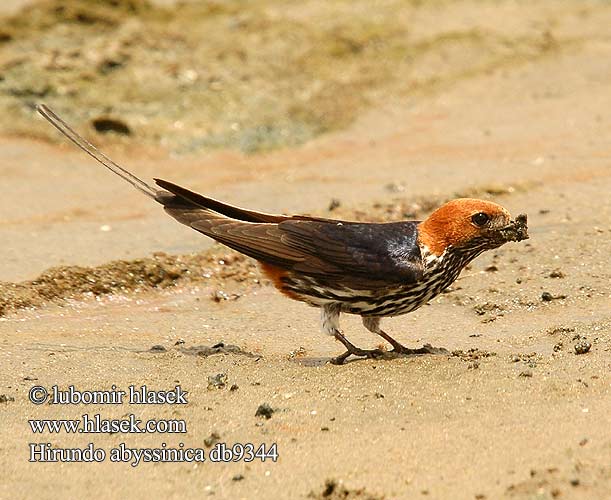 Hirundo abyssinica db9344