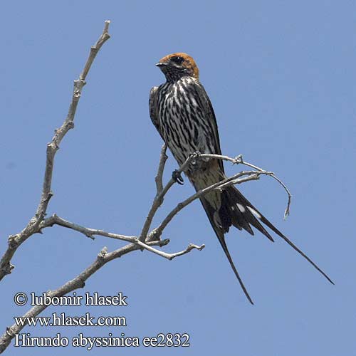 Hirundo abyssinica ee2832