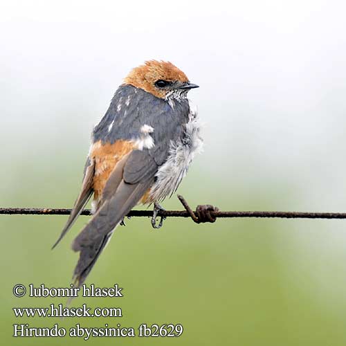 Lastovička pásikavobruchá Hirundo abyssinica