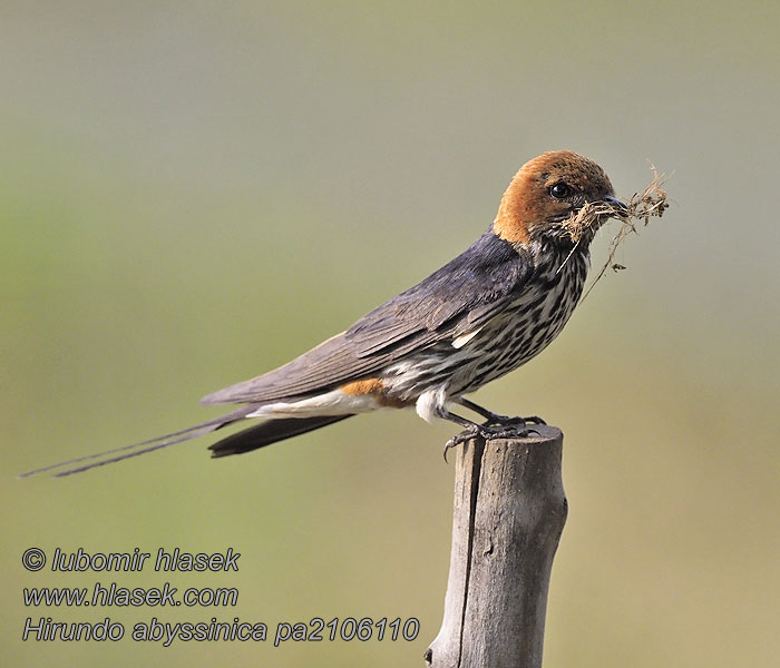 Hirundo abyssinica