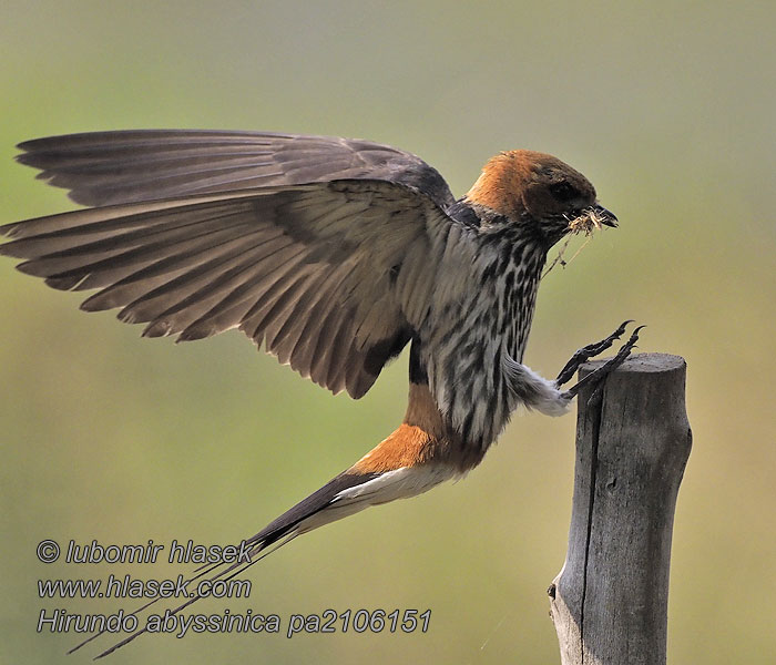 Hirundo abyssinica