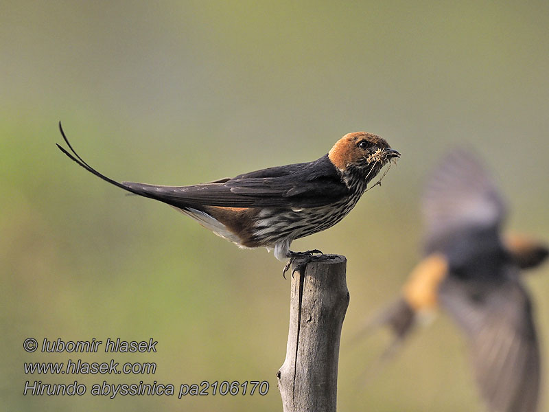 Hirundo abyssinica