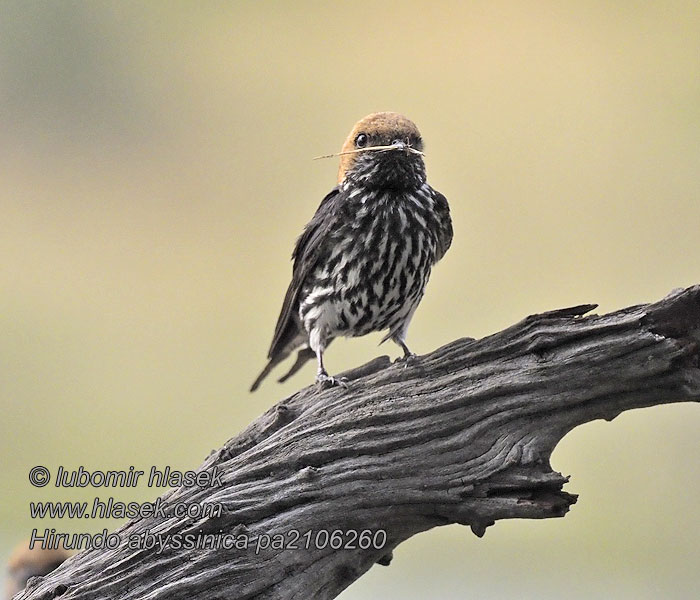 Hirundo abyssinica