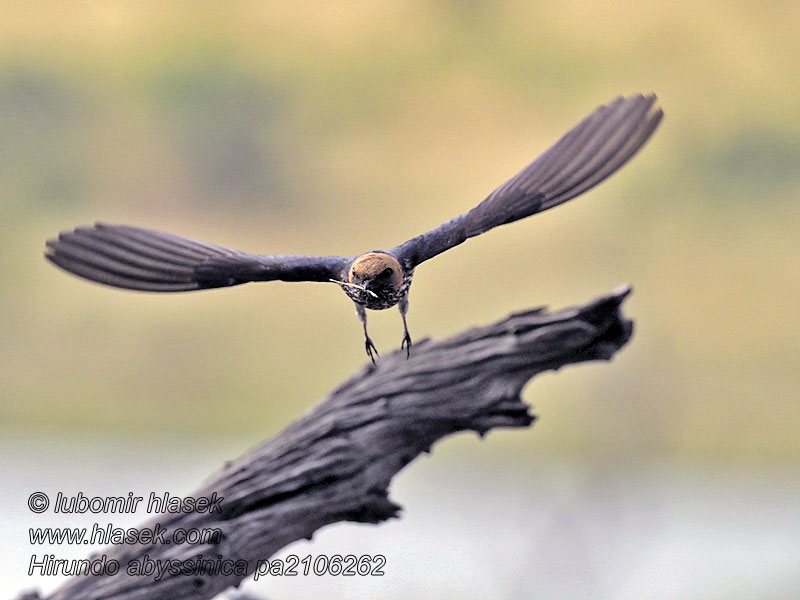 Hirundo abyssinica