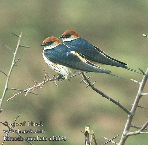 Hirundo cucullata Greater Striped-Swallow Striped Swallow