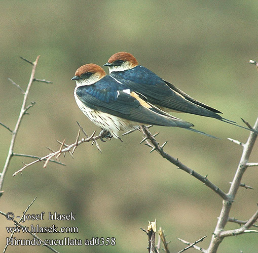 Hirundo cucullata ad0358