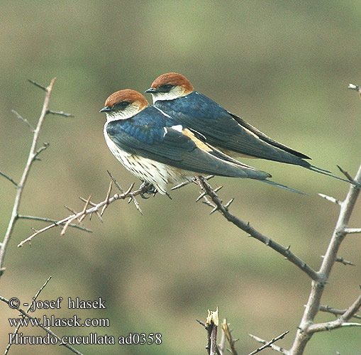 Hirundo cucullata ad0358