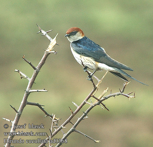 Hirondelle tête rousse Afrique Kaapse Zwaluw Rondone