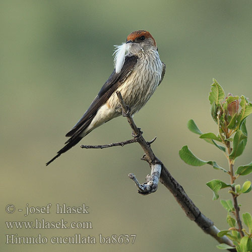 Hirundo cucullata ba8637