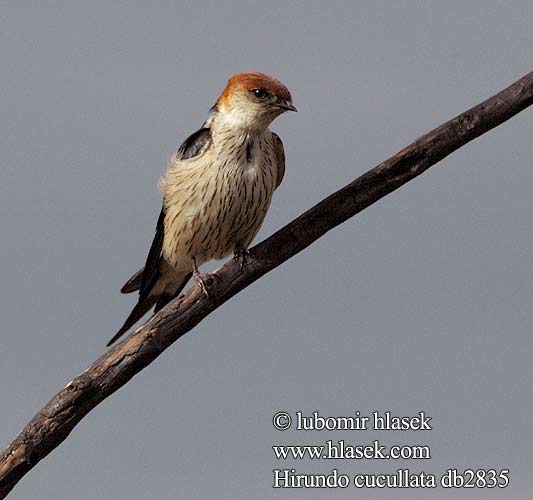 Hirundo cucullata db2835