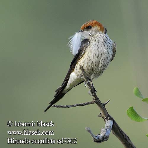 Hirundo cucullata ed7502