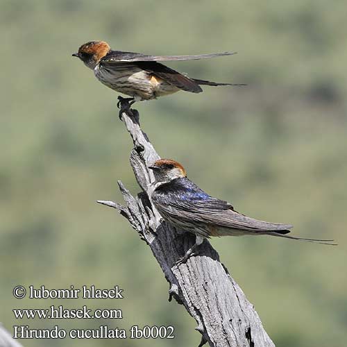 Hirundo cucullata fb0002