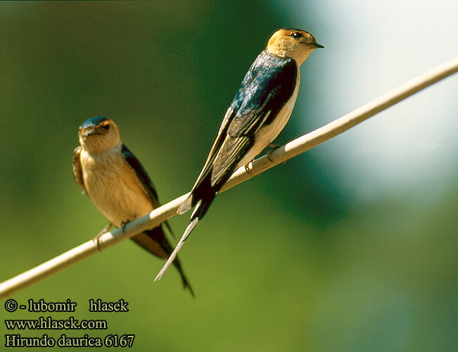 Hirundo daurica Red-rumped Swallow Rötelschwalbe