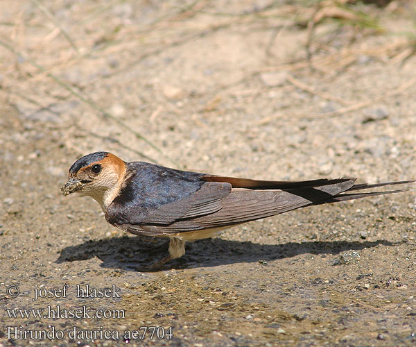 Hirundo daurica ae7704