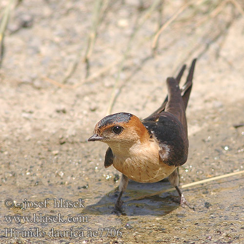 Hirundo daurica ae7706