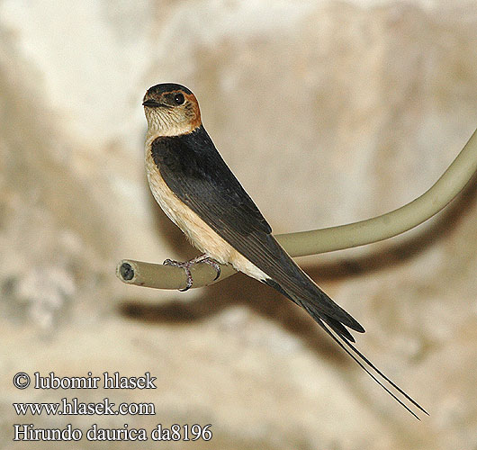 Hirundo daurica da8196