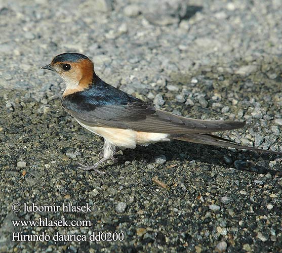 Hirundo daurica dd0200