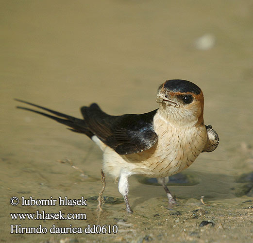 Hirundo daurica dd0610